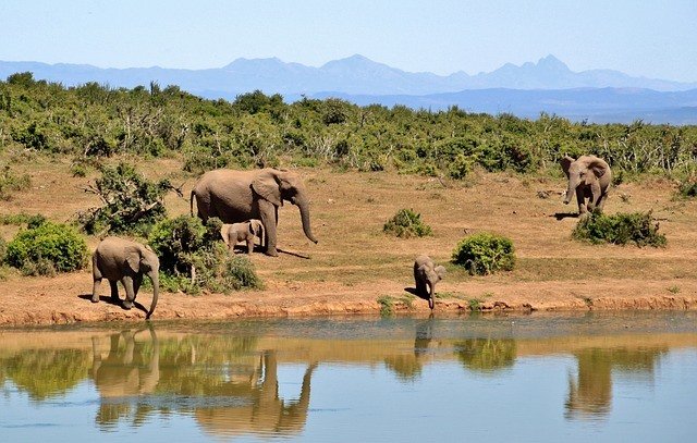 elephants