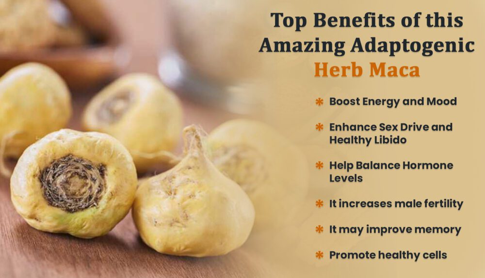 Maca Root Top Benefits Of This Marvelous Adapt Genic Herb Bizeebuzz