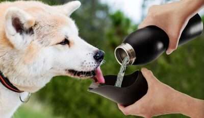 Dog Water Bottle Asobubottle.Com
