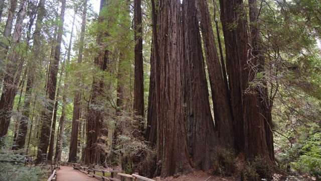 Redwoods National Park